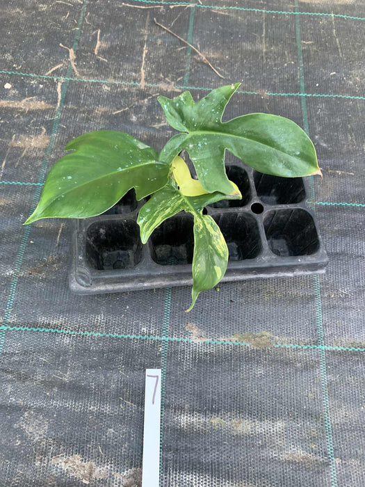Philodendron Florida Beauty 7