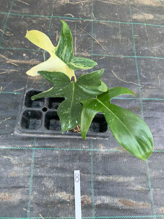 Philodendron Florida Beauty 8