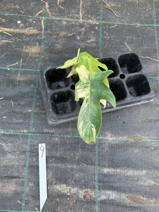 Philodendron Florida Beauty 9