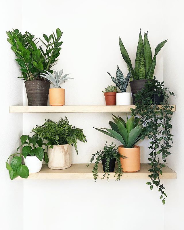 Floating Shelves: Elevate Your Greenery