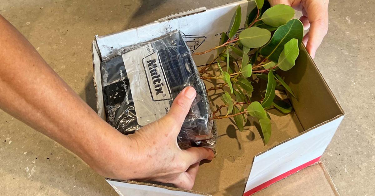 How We Pack Live Plants for Summer Shipping