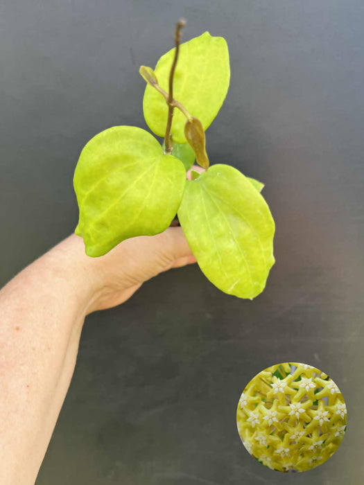 Hoya Pentaphlebia