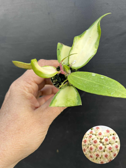 Hoya Verticillata Variegata