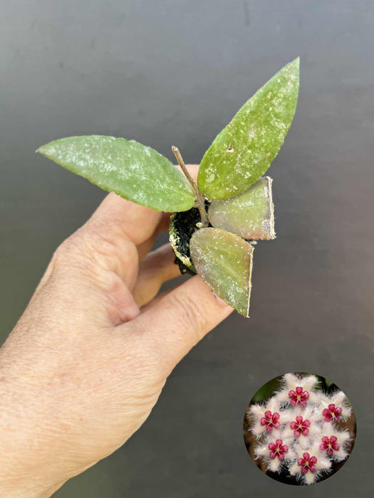 Hoya Caudata Sumatra
