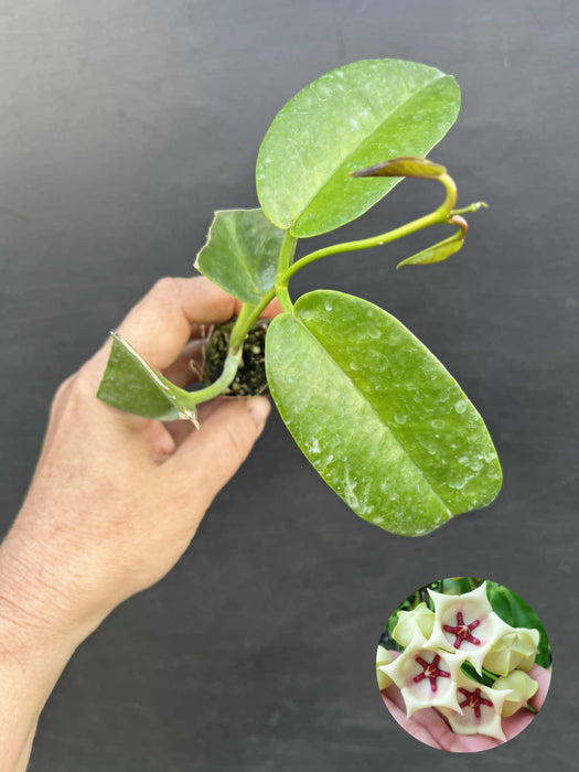 Hoya Archboldiana (White)
