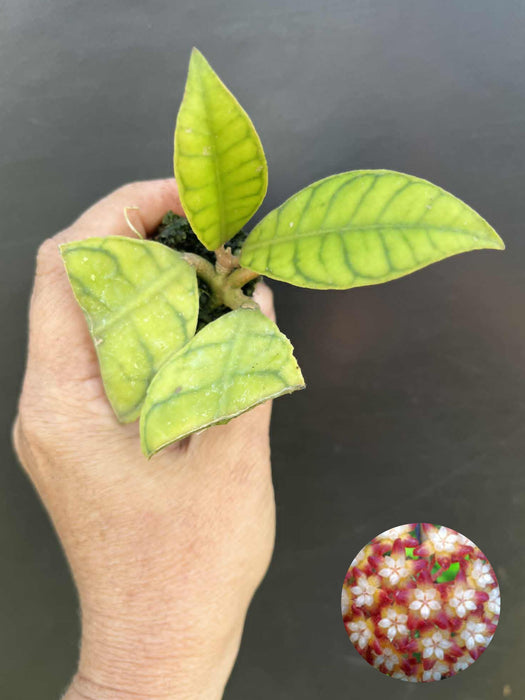 Hoya Callistophylla Sp.