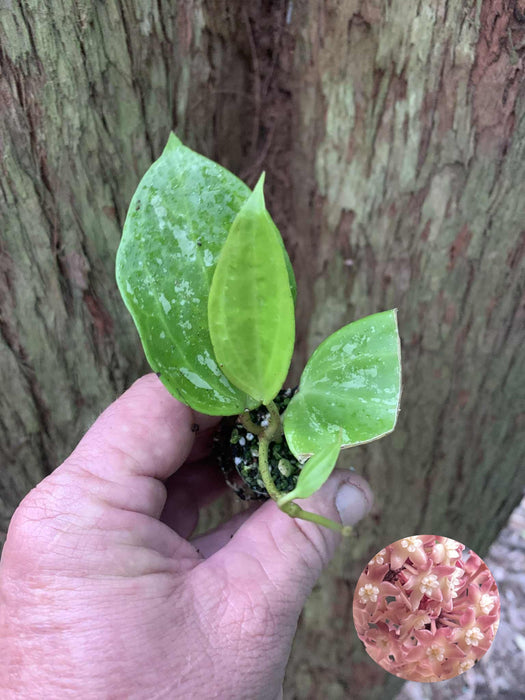 Hoya Latifolia Splash