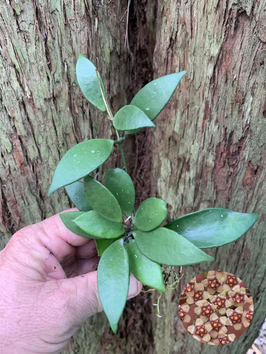 Hoya Micrantha