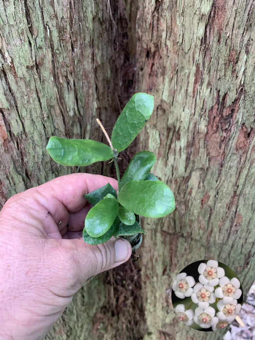 Hoya Rotundiflora