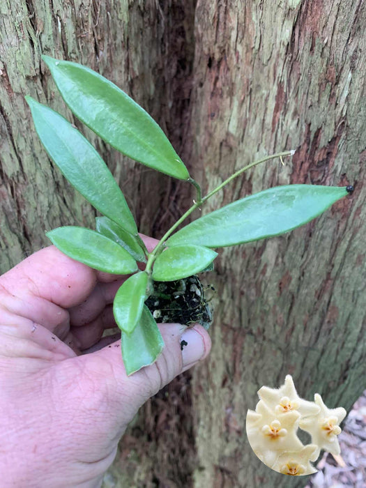 Hoya Stoneana