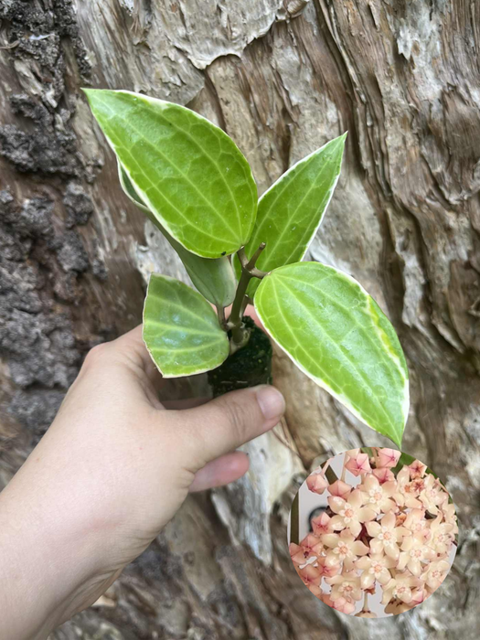 Hoya Latifolia Albomarginata
