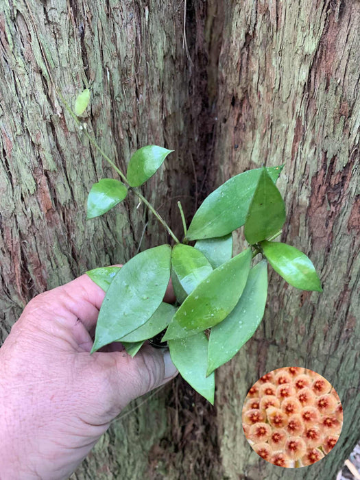 Hoya Walliniana