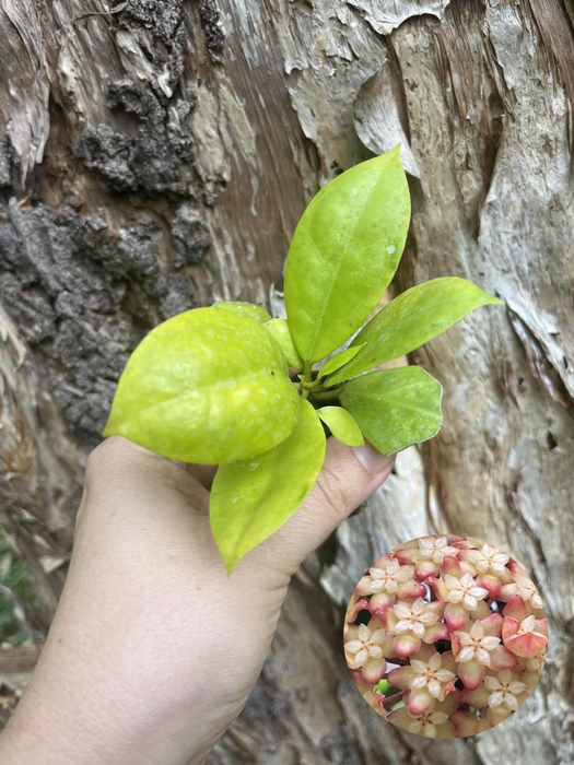 Hoya Juannguoiana