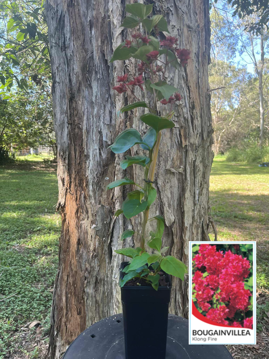 Bougainvillea Klong Fire (Double Red)