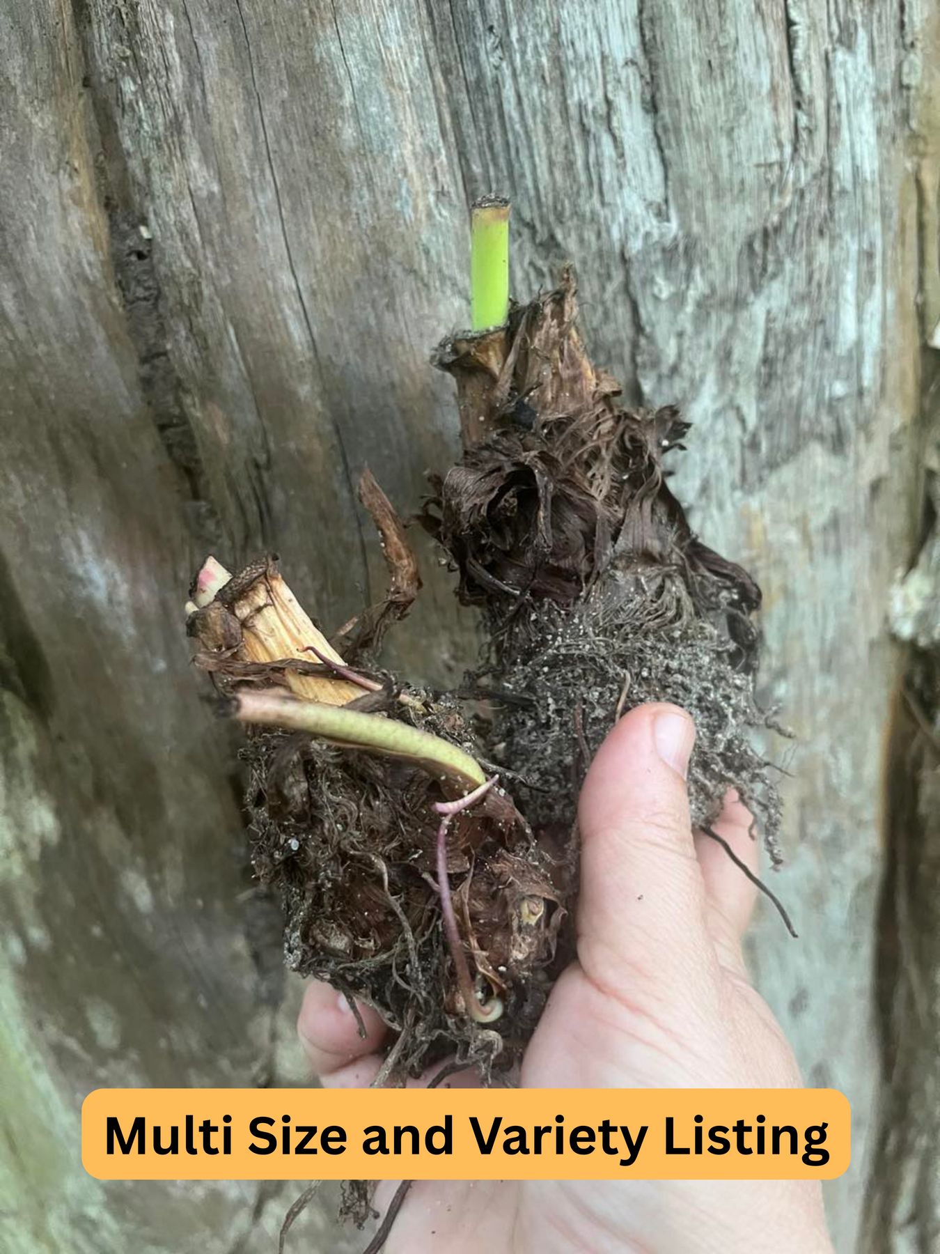 Colocasia