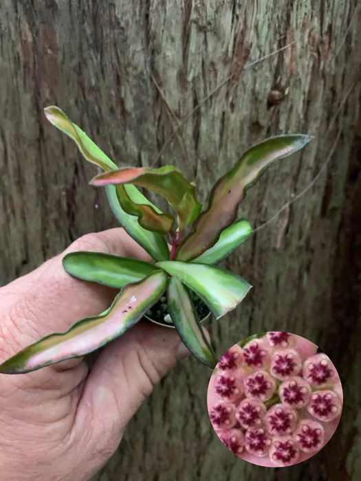 Hoya Wayetii Variegata