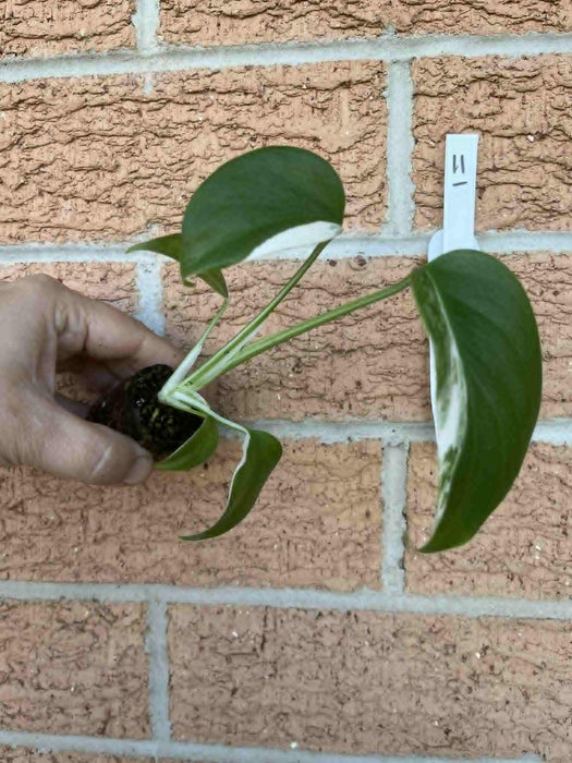 Monstera Albo Borsigiana Multi-listing