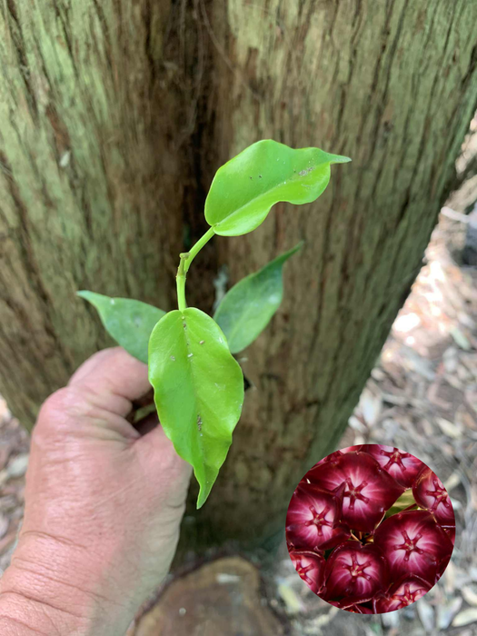 Hoya Macgillivrayi