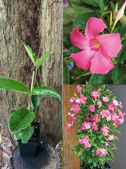 Mandevilla Sun Parasol® GIANT Dark Pink