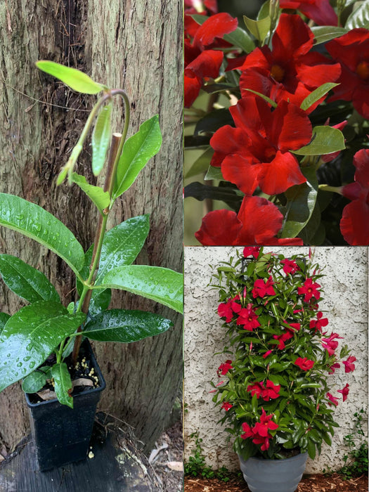Mandevilla Sun Parasol® GIANT Crimson