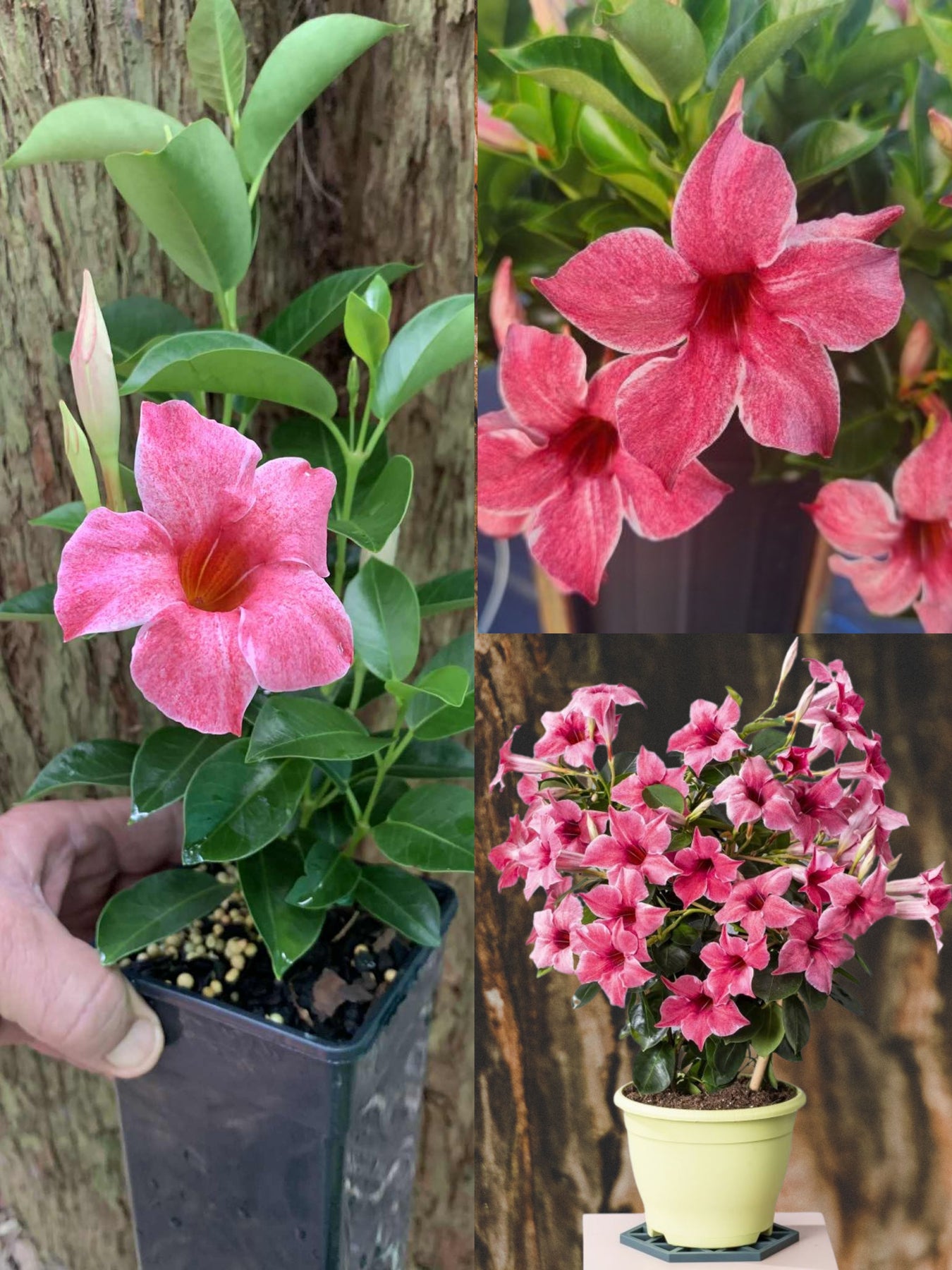 Mandevilla Plants