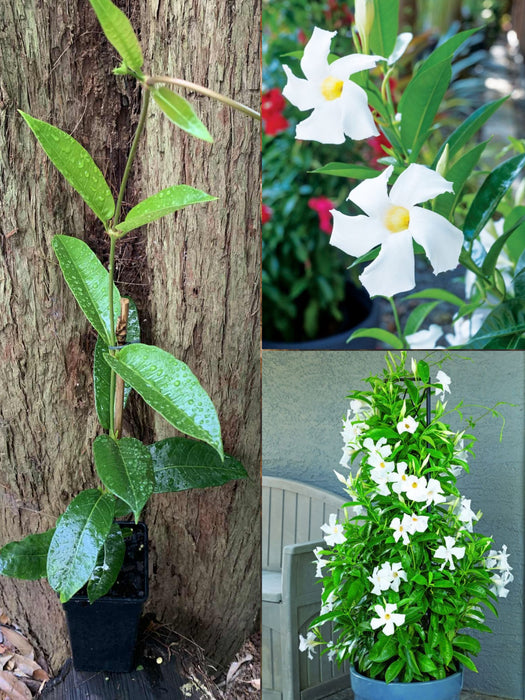 Mandevilla Sun Parasol® GIANT White