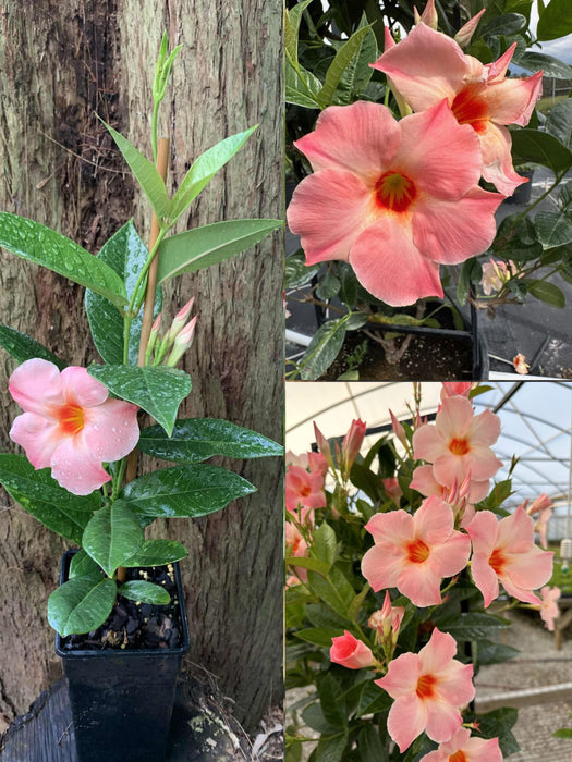 Mandevilla Sun Parasol® GIANT Peach Sunrise