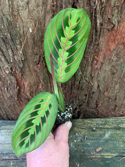 maranta red vein