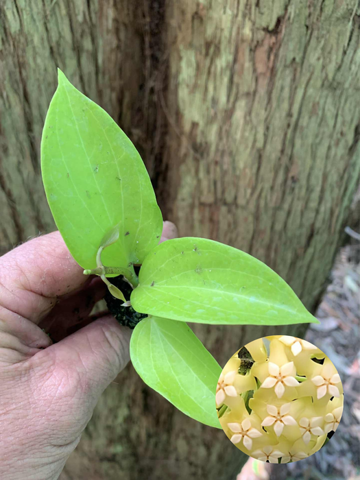 Hoya Marginata