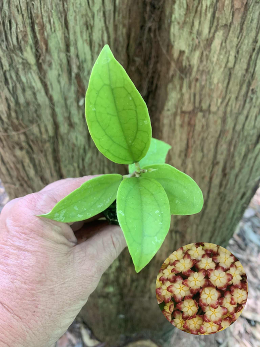 Hoya Finlaysonii Sp.