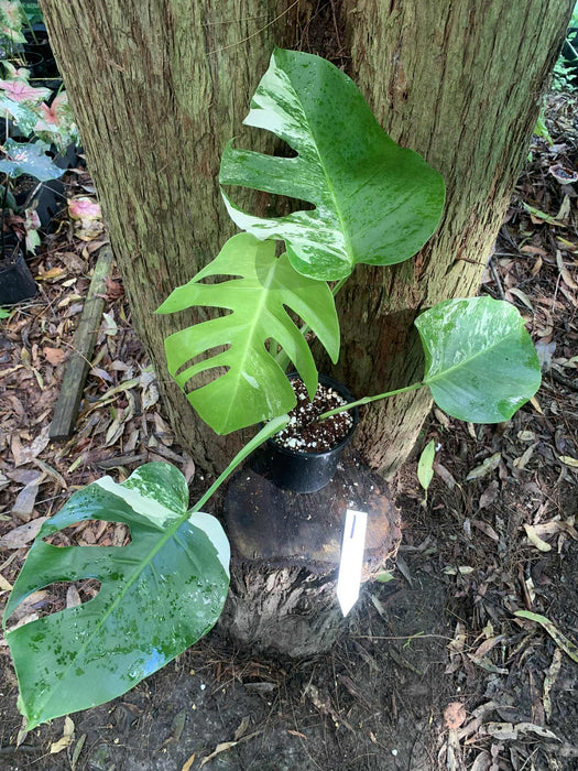 Monstera Albo Borsigiana Multi plant Lisiting