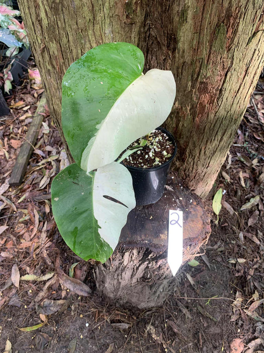 Monstera Albo Borsigiana Multi plant Lisiting