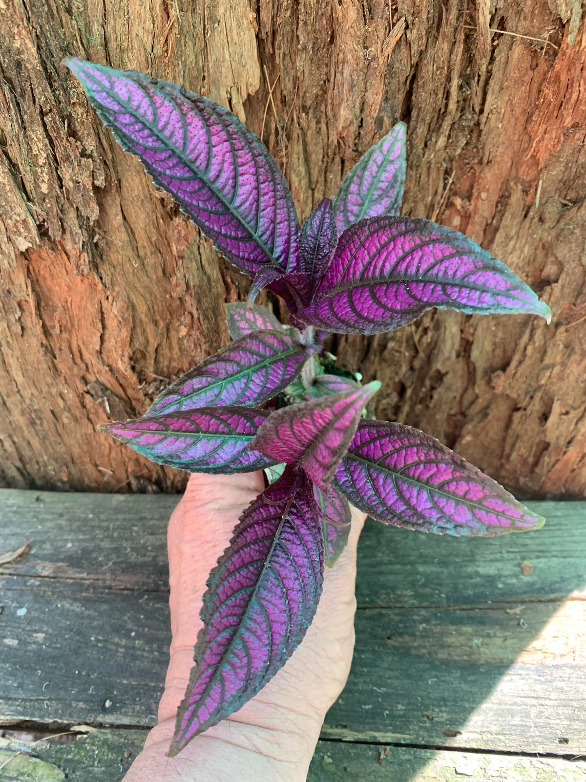 persian shield indoor plant Strobilanthes Persian Shield — Nursery 2 U