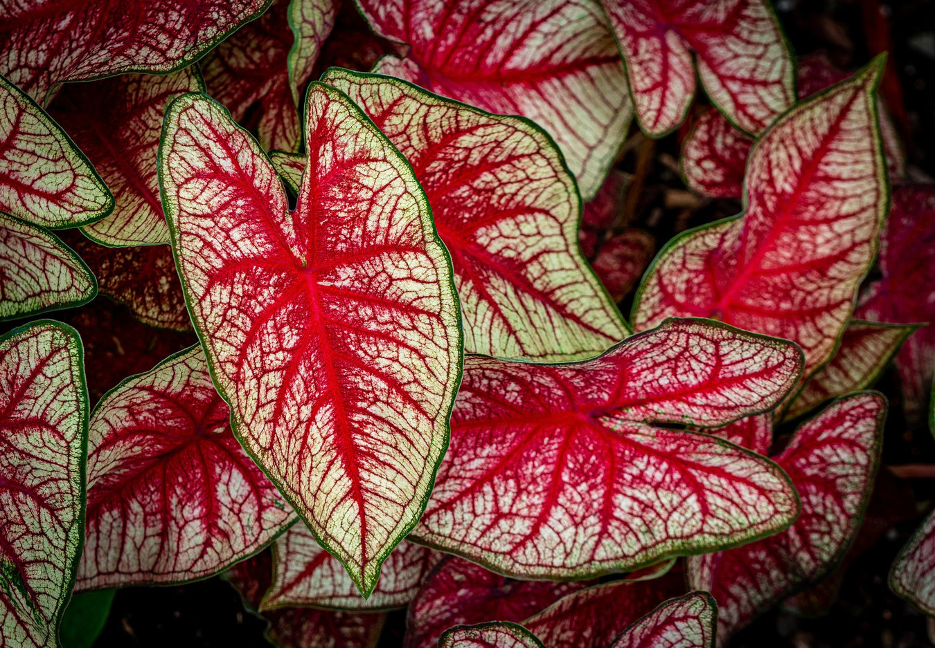 Caladium Care Sheet