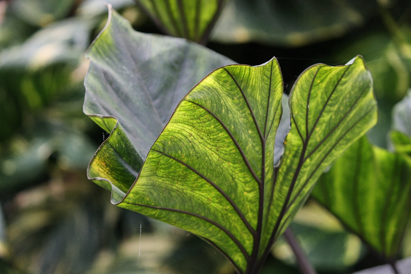 Colocasia Care Sheet