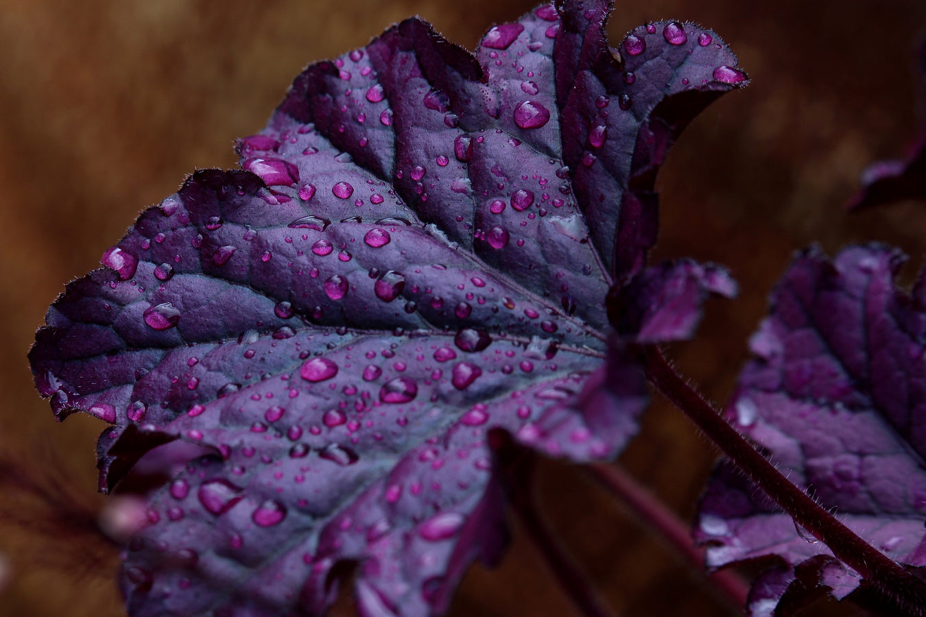 Gynura Purple Velvet Care Sheet