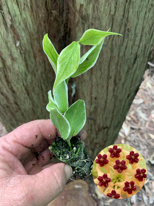 Hoya Polyneura Albo Marginata