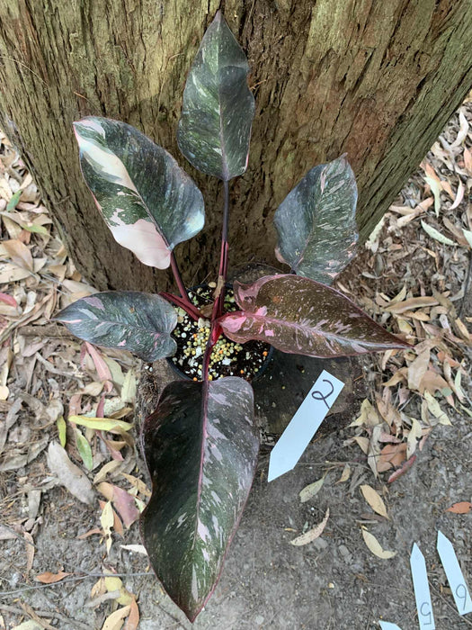 Philodendron Pink Princess Multi-listing