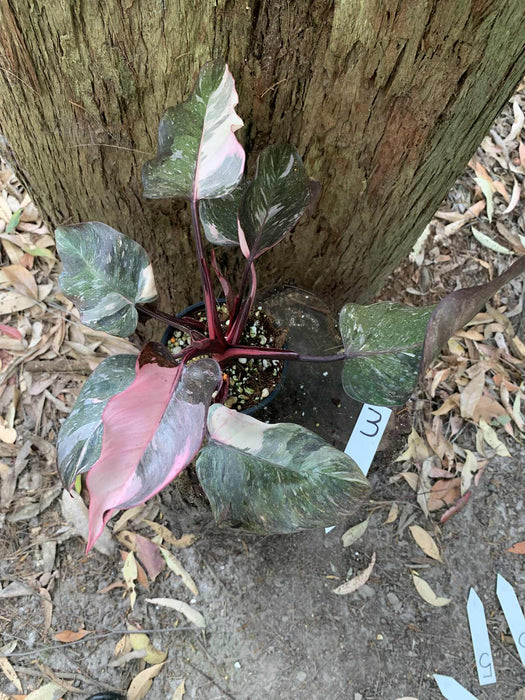 Philodendron Pink Princess Multi-listing