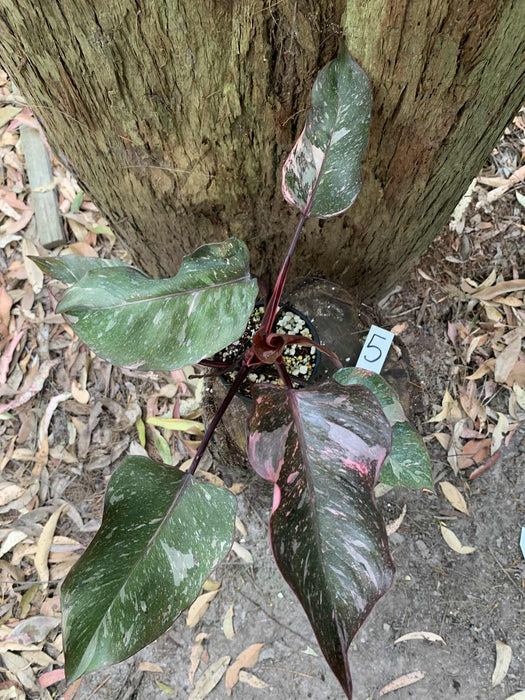 Philodendron Pink Princess Multi-listing