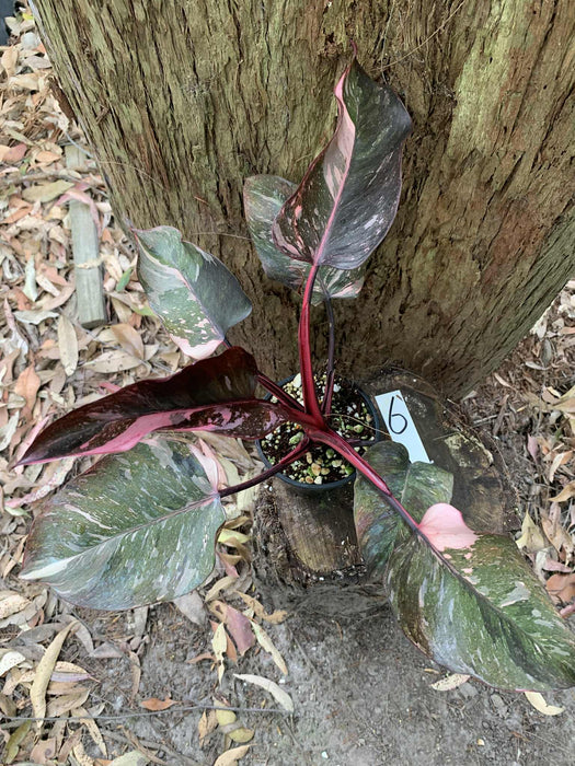 Philodendron Pink Princess Multi-listing