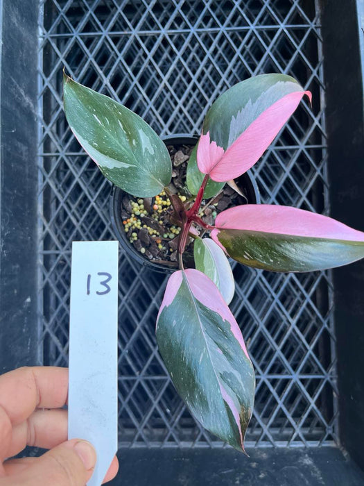Philodendron Pink Princess Multi-listing