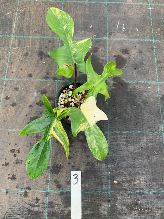 Philodendron Florida Beauty 3