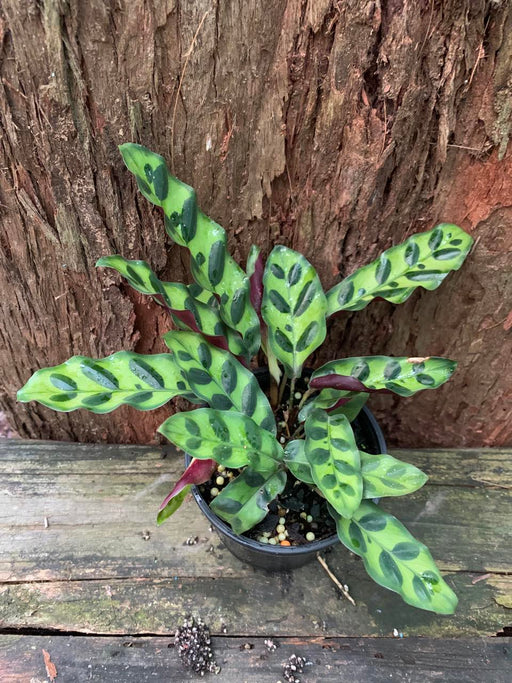 calathea rattle snake