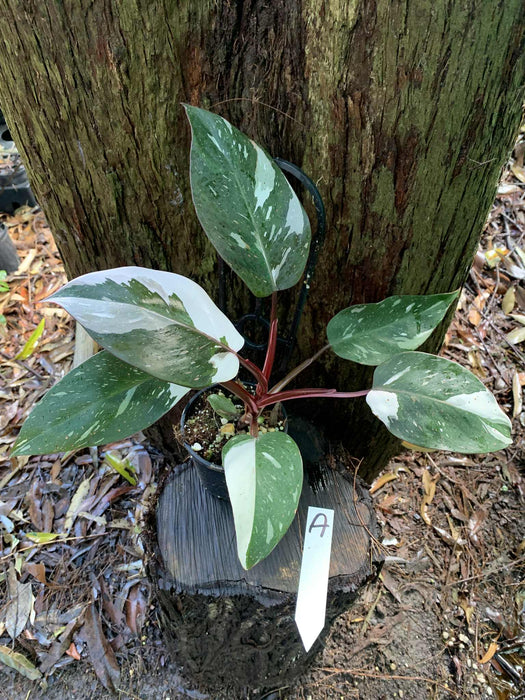 Philodendron Red Anderson Variegated A