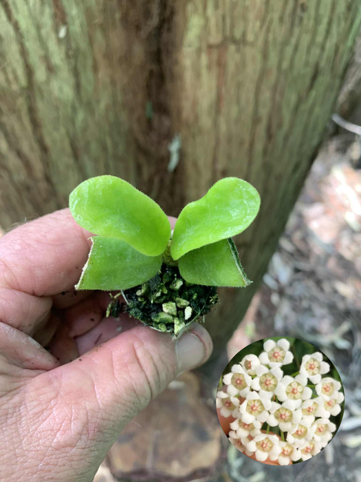 Hoya Rotundifolia