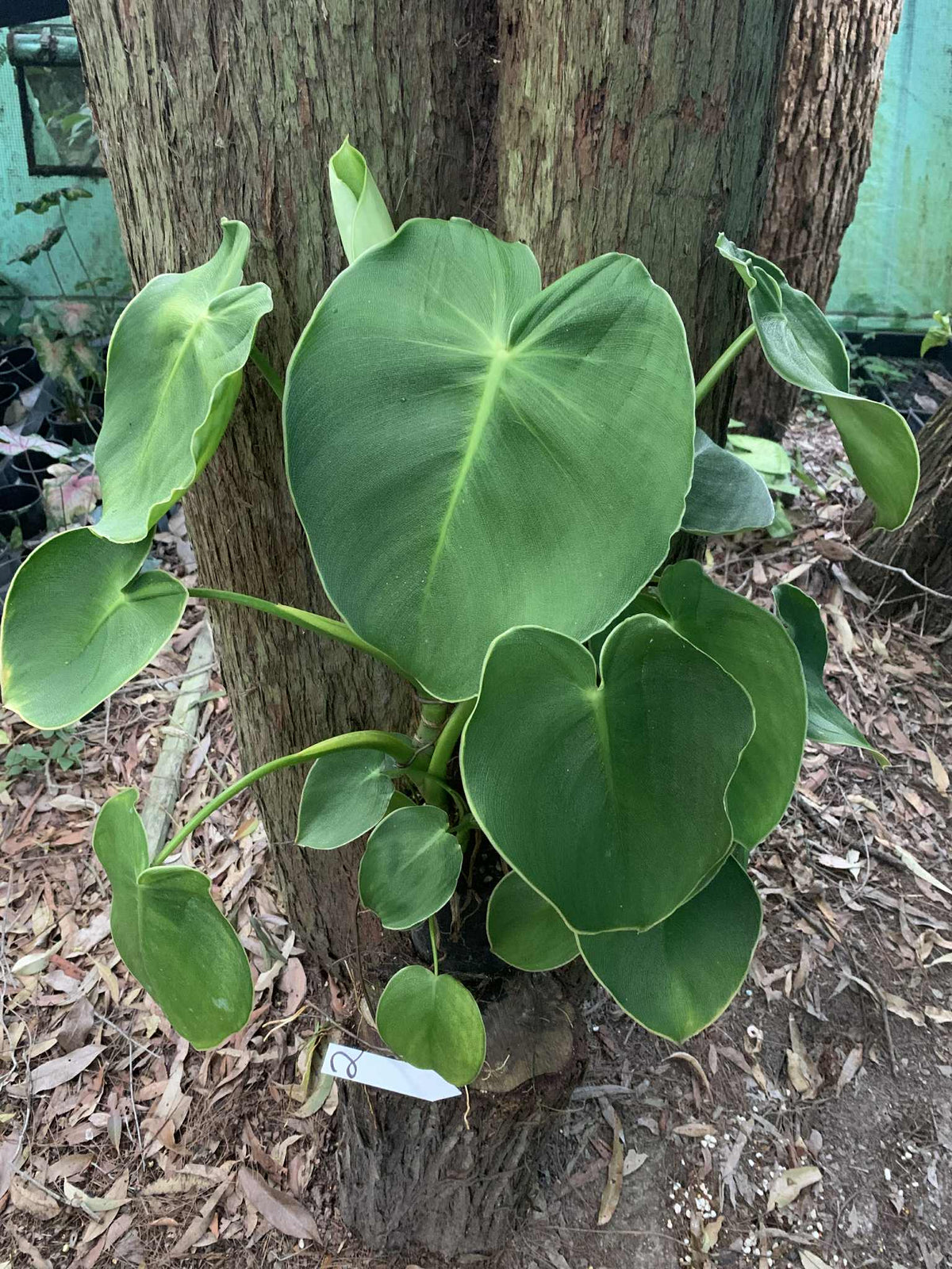 naugahyde philodendron Philodendron Rugosum