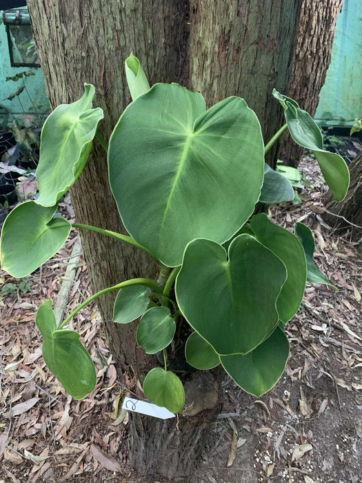 Philodendron Rugosum - Free Express Post