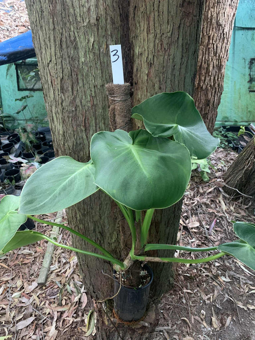 Philodendron Rugosum - Free Express Post  Nursery 2 U
