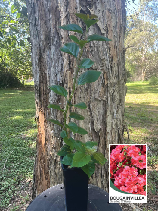 Bougainvillea Scarlett O'hara